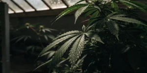 Close-up of healthy cannabis leaves with water droplets under subdued greenhouse light.