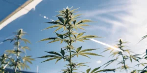 Macro shot of a tall cannabis plant under a bright blue sky, with sun flare.