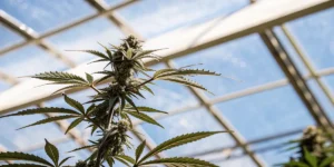Close-up of a vibrant marijuana plant with buds against a clear blue sky through a greenhouse roof.