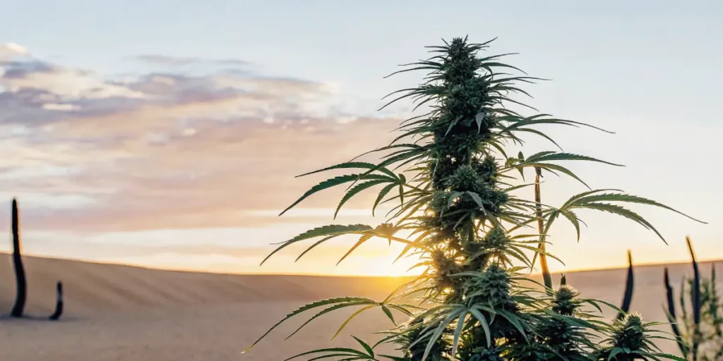 Close-up of a lush cannabis plant with dense buds in a desert setting, backlit by sunset.
