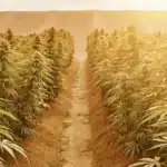 Overhead view of a cannabis field under golden sunset light, stretching to distant hills.
