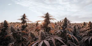 A sprawling field of mature cannabis plants with prominent buds and reddish leaves, silhouetted against a sunset sky.