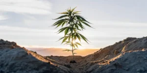 Single cannabis plant standing in a small ditch, backlit by a vibrant sunset sky.