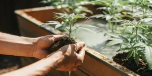 Gardener's hands gently holding a small cannabis seedling with soil, ready for transplanting.