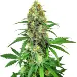 AK 47 F1 cannabis plant with a dense central cola and orange pistils.