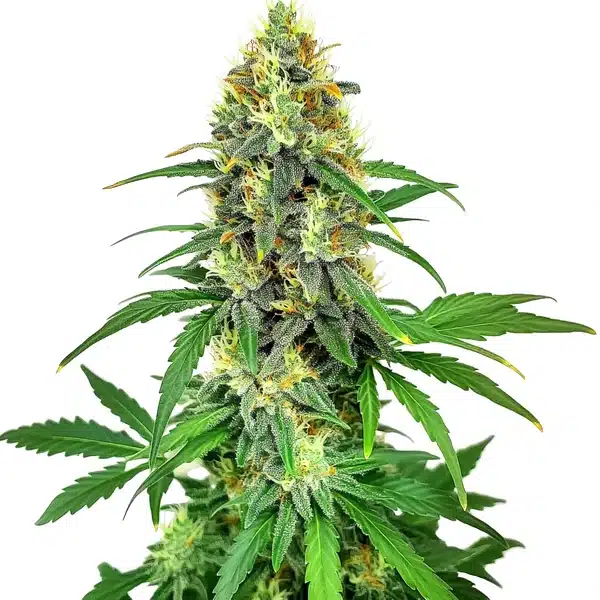 AK 47 F1 cannabis plant with a dense central cola and orange pistils.