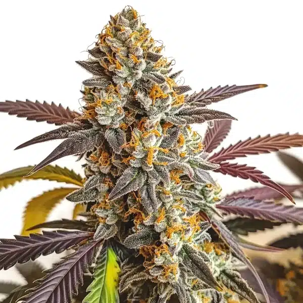 Auto Strawberry Haze cannabis plant with purple buds and orange pistils.