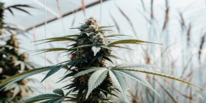 Close-up of a mature cannabis bud with intricate details, natural background.