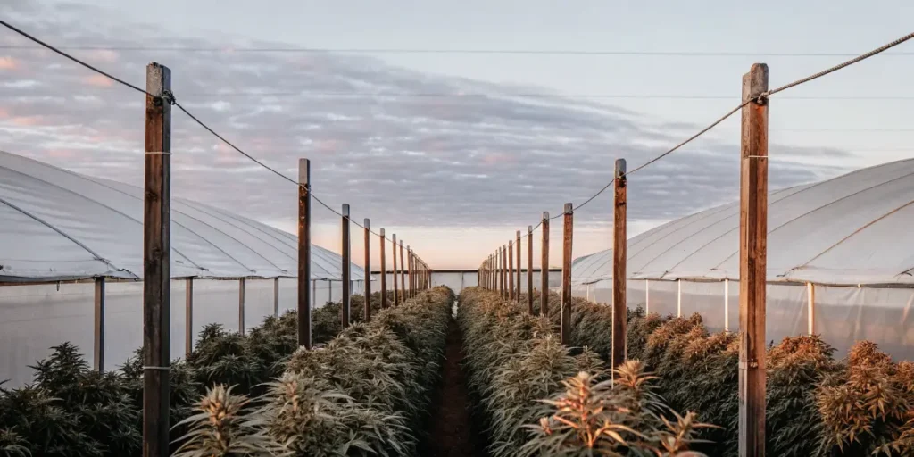 Lush cannabis farm at dusk with rows of plants and a cloudy sky.