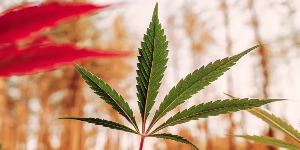 Macro shot of a single green cannabis leaf, revealing intricate details.