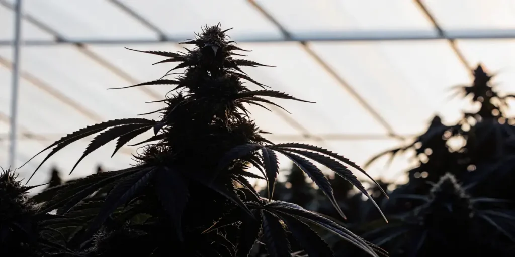 A cannabis plant silhouette against a bright, sunlit greenhouse background.
