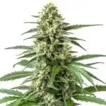 Critical 47 F1 cannabis plant in full flowering phase with bright pistils.