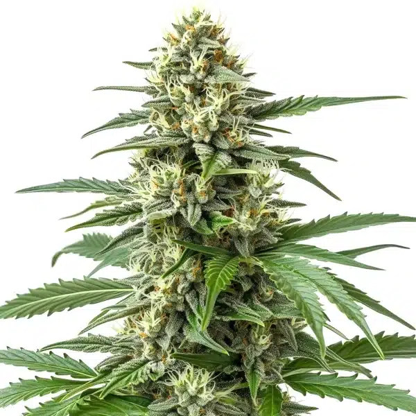 Critical 47 F1 cannabis plant in full flowering phase with bright pistils.