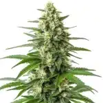 Critical F1 cannabis plant with compact green buds covered in trichomes.