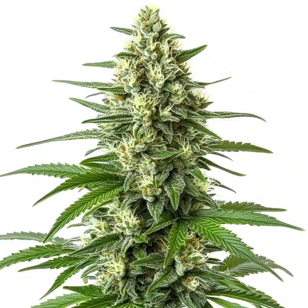 Critical F1 cannabis plant with compact green buds covered in trichomes.