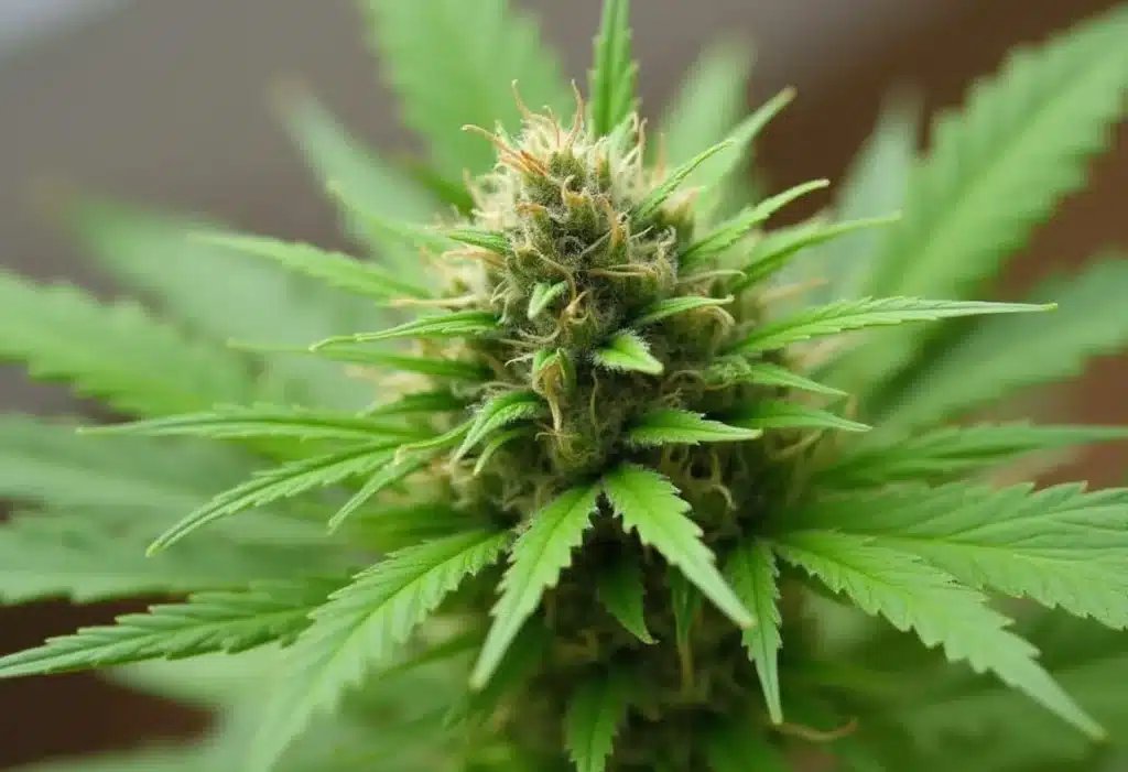 A Critical Jack Auto bud, displaying trichomes and vibrant pistils, highlighting its potency and aromatic terpene profile.