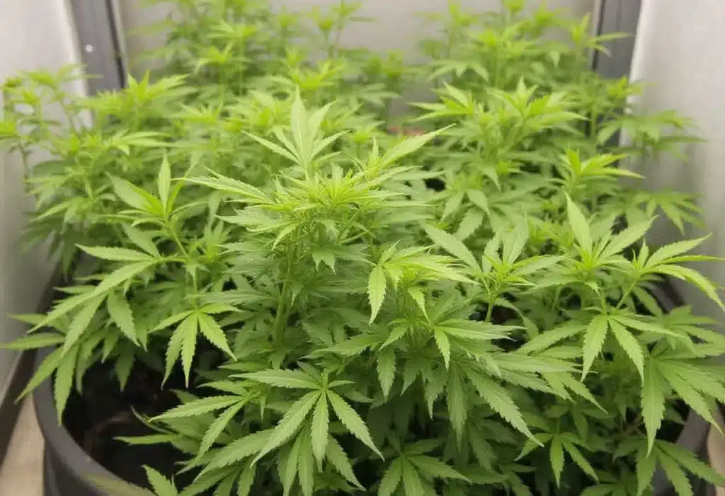 Indoor grow room with Critical Jack Auto in vegetative stage, showing healthy leaves and compact structure, perfect for controlled cannabis cultivation.