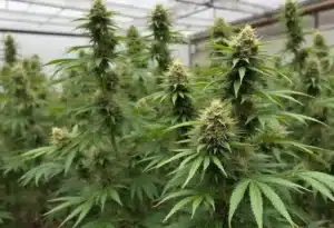 Critical Mass Auto cannabis plants in greenhouse cultivation.
