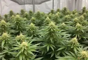 Critical Purple Kush dense flowering indoor grow.
