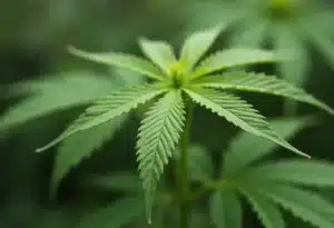 Critical x Green Crack cannabis leaf with detailed serrated edges.