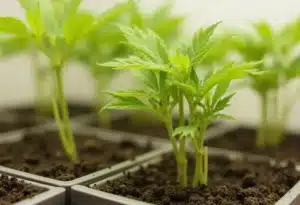 Young Critical x Green Crack seedlings growing in fresh soil.