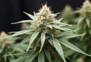 Crystal Candy Auto cannabis bud with resin-covered trichomes.