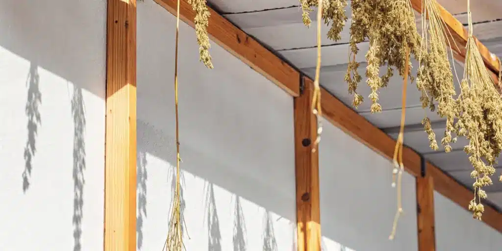 Dried cannabis buds hanging from a wooden structure in a sunlit room.