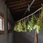Freshly harvested cannabis buds hanging to dry on lines in a dimly lit room.