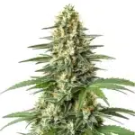 durban poison regular cannabis plant with frosty trichomes