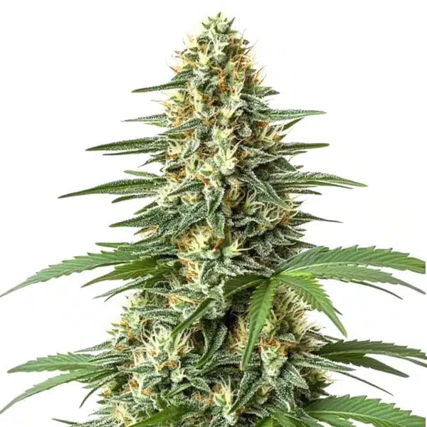 durban poison regular cannabis plant with frosty trichomes