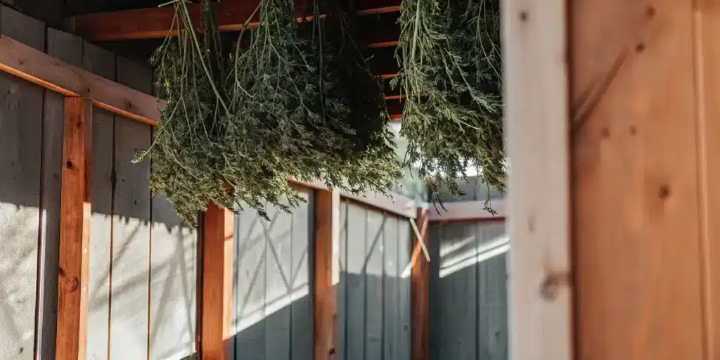 Freshly harvested green cannabis plants hanging to dry in a wooden shed.
