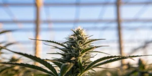 Macro photo of a frosty cannabis bud under sunlit greenhouse sky.