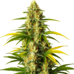 gmo fast version cannabis plant with dense buds and golden pistils