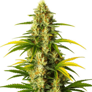 gmo fast version cannabis plant with dense buds and golden pistils