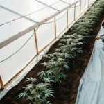 Greenhouse worker tending to a row of young cannabis plants in pots.