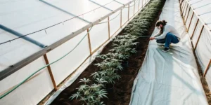 Greenhouse worker tending to a row of young cannabis plants in pots.