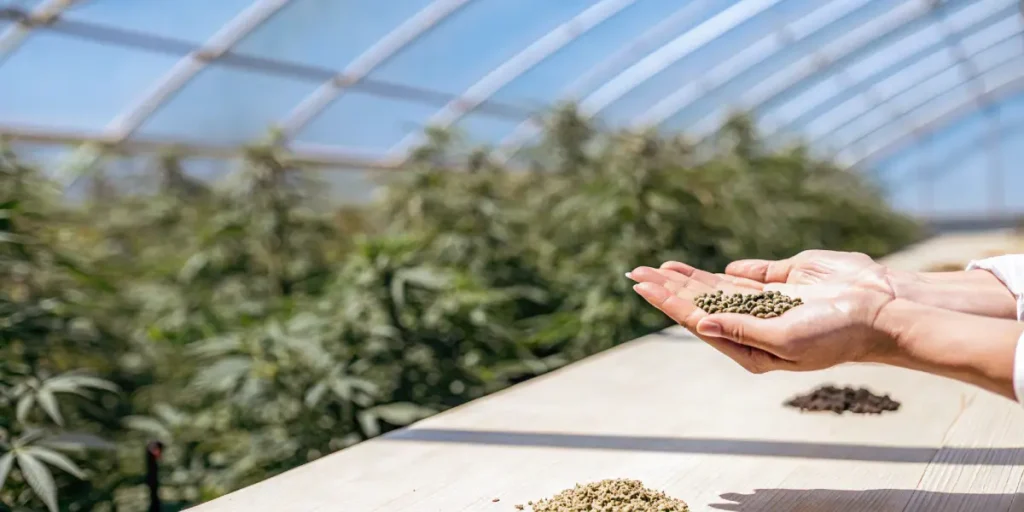 Hands sorting small cannabis seeds into piles on a wooden surface.