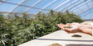 Hands sorting small cannabis seeds into piles on a wooden surface.