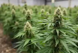 Critical Jack Auto cannabis plants growing indoors with dense buds.