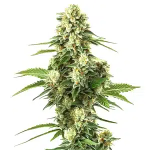 Lemon Kush F1 cannabis plant with dense green buds covered in trichomes.