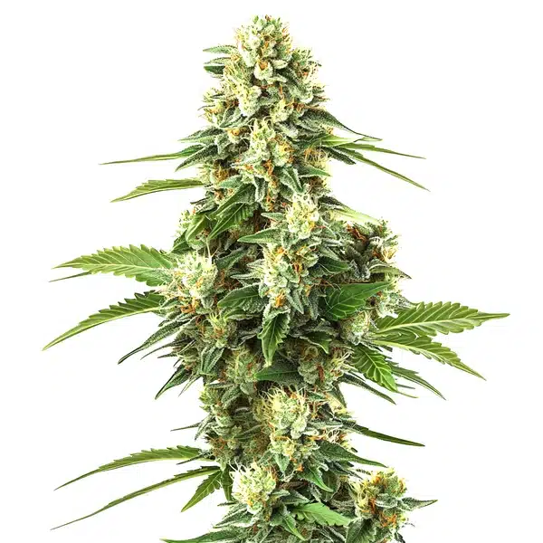 Lemon Kush F1 cannabis plant with dense green buds covered in trichomes.