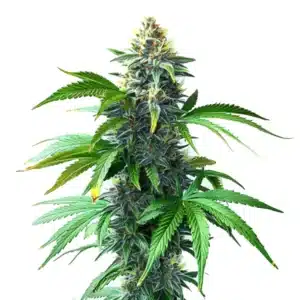 og kush f1 cannabis plant with dense resinous buds