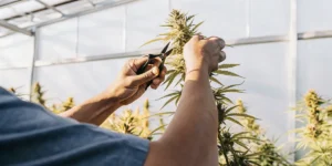 Gardener's hands meticulously pruning a cannabis plant with scissors in a greenhouse.