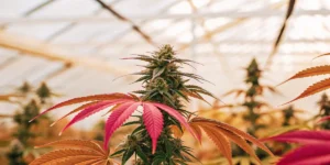 Close-up of a cannabis plant with vibrant red and green leaves and prominent buds.