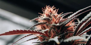 Macro photograph of a cannabis bud with red hairs and glistening trichomes.