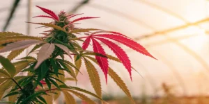 Macro photo of a marijuana plant with vibrant red leaves and dense buds.