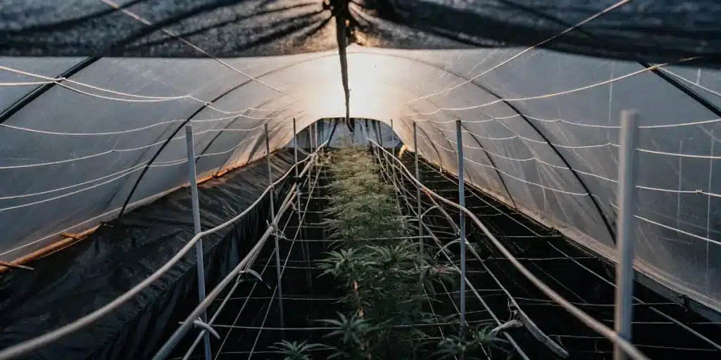 Wide angle view of a cannabis grow with a screen of green cultivation setup.