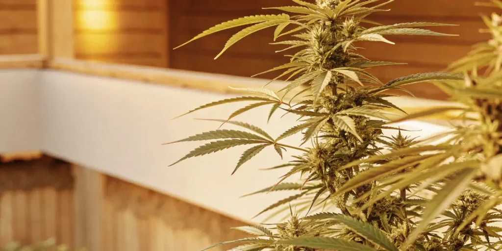 A sunlit cannabis plant with dense buds and leaves on a patio.