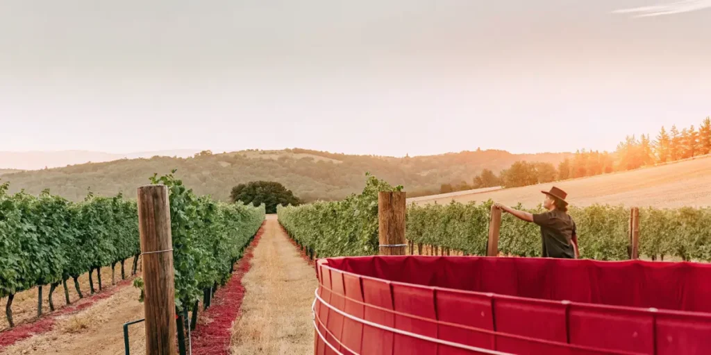 Wide angle view of a person working in a lush vineyard at sunrise.