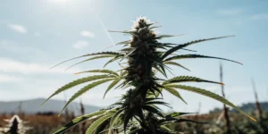 A towering cannabis plant with dense buds against a bright blue sky.